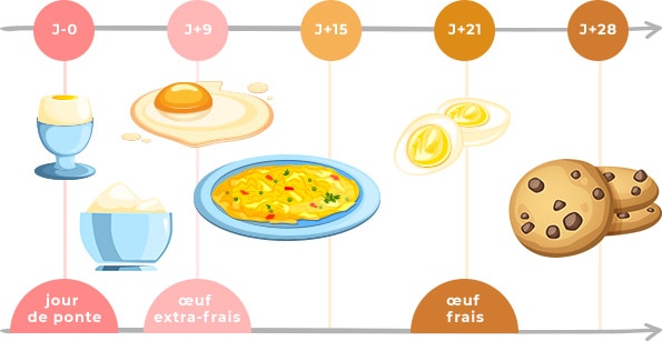 Date de péremption œuf : peut-on manger un œuf périmé ?