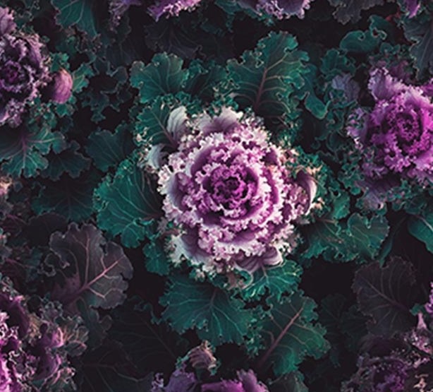 rose